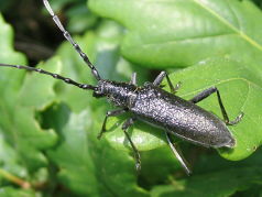 Longhorn Beetle (possibly Corymbia scutellata)