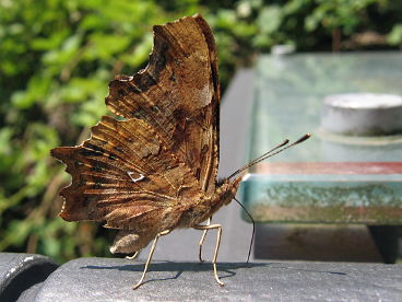 Comma (Nymphalis c-album)