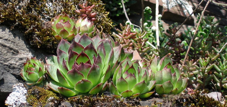 Common Houseleek (Sempervivum tectorum)
