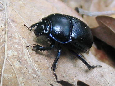 Dor Beetle (Anoplotrupes stercorosus)