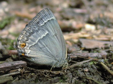 Purple Hairstreak (Neozephyrus quercus)