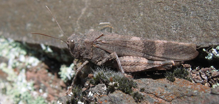 Red-winged Grasshopper (Oedipoda germanica)