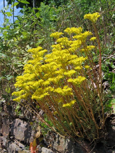 Reflexed Stonecrop (Sedum rupestre)