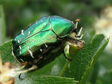 Rose Chafer (Cetonia aurata)