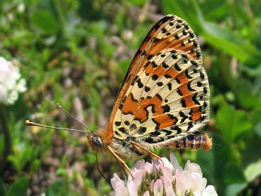 Spotted Fritillary (Melitaea didyma)