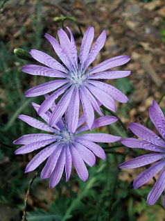 Mountain Lettuce (Lactuca perennis)