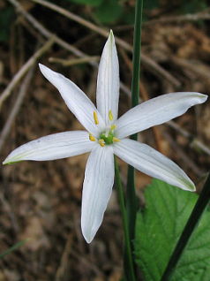 St. Bernard’s Lily (Anthericum liliago)