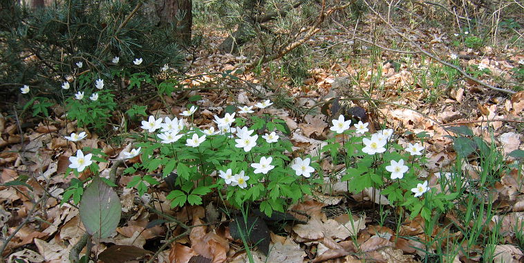Wood Anemone (Anemone nemorosa)