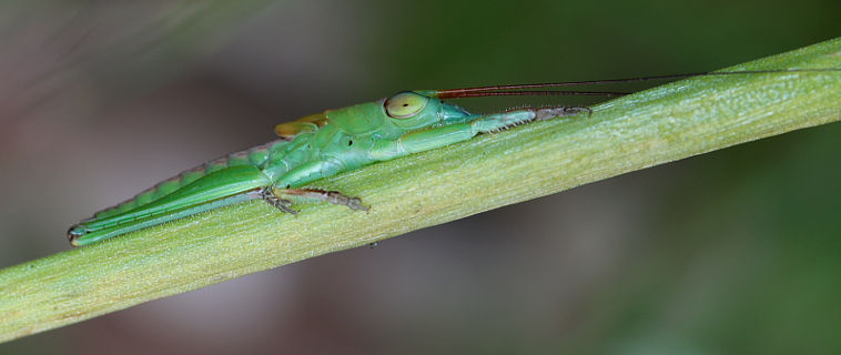 Andrea’s Balloon-winged Katydid (Tympanophora andreae)