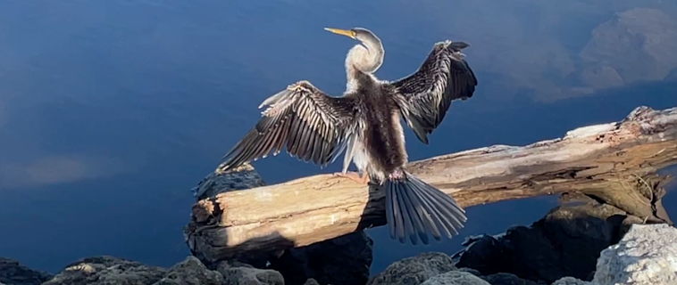 Australasian Darter (Anhinga novaehollandiae)