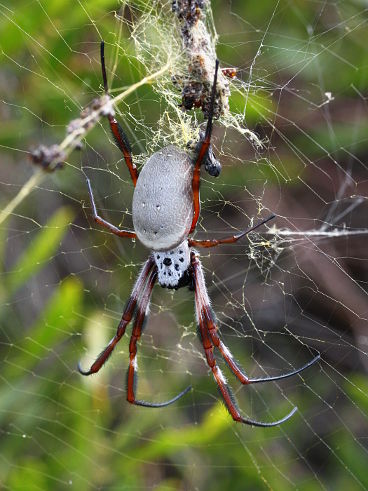 Golden Orb Weaver (Nephila edulis)