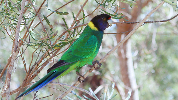 Australian Ringneck (Barnardius zonarius)