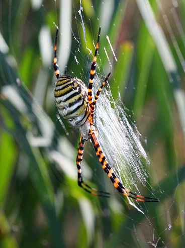 Banded Orb Weaver (Argiope trifasciata)