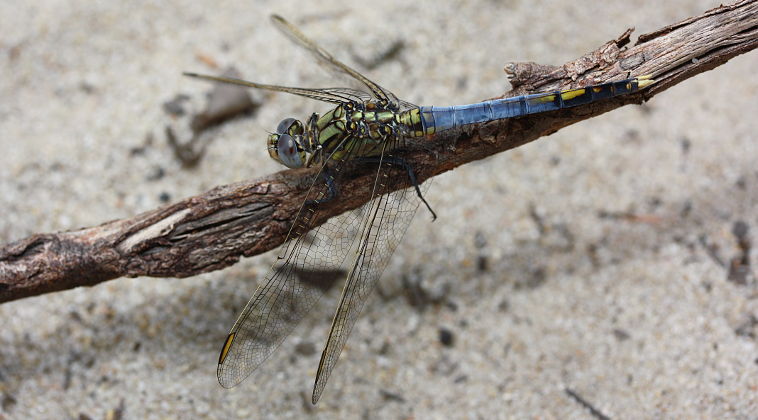 Blue Skimmer (Orthetrum caledonicum)