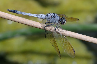 Blue Skimmer (Orthetrum caledonicum)