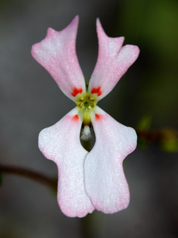 Book Triggerplant (Stylidium sp.)