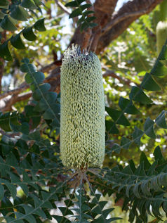 Bull Banksia (Banksia grandis)