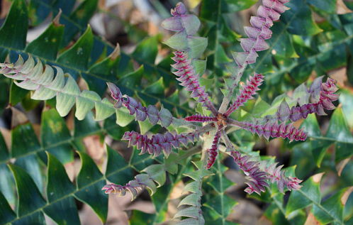 Bull Banksia (Banksia grandis)