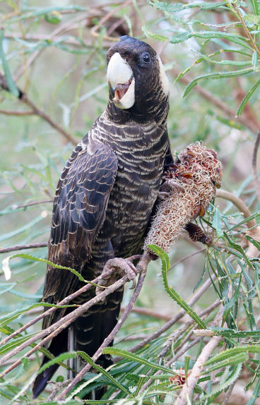 Carnaby’s Black Cockatoo (Zanda latirostris)