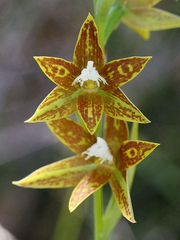 Chestnut Sun Orchid (Thelymitra fuscolutea)