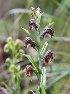 Coastal Banded Greenhood (Pterostylis orbiculata)