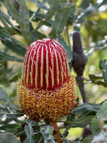 Firewood Banksia (Banksia menziesii)