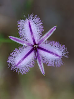 Fringe Lily (Thysanotus arenarius)