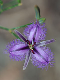 Fringe Lily (Thysanotus sparteus)