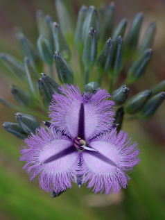 Fringe Lily (Thysanotus triandrus)