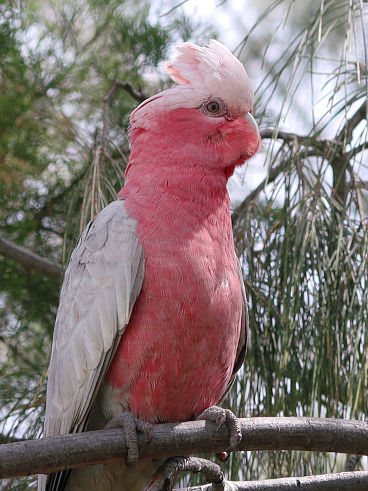 Galah (Eolophus roseicapilla)