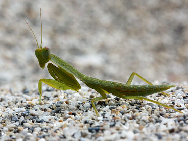 Garden Mantis (Orthodera ministralis)