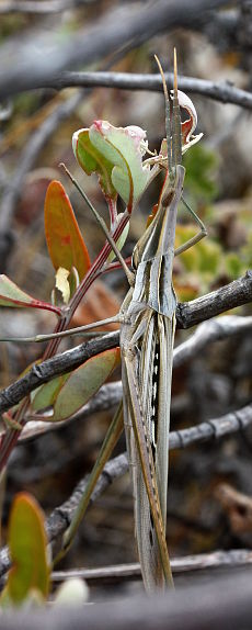 Giant Green Slantface (Acrida conica)