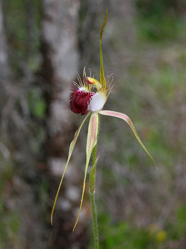 Grand Spider Orchid (Caladenia huegelii)