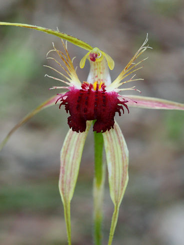 Grand Spider Orchid (Caladenia huegelii)