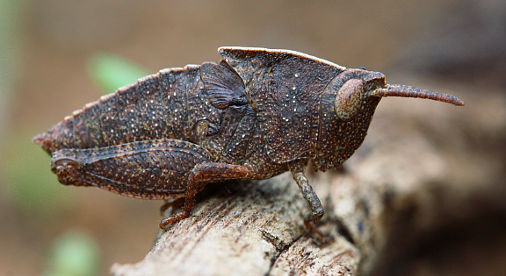 Unidentified grasshopper