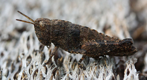 Unidentified grasshopper