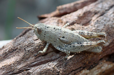 Unidentified grasshopper