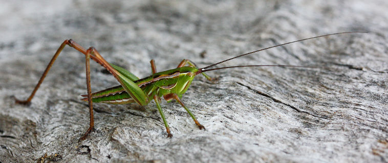 Common Marauding Katydid (Metaballus frontalis)