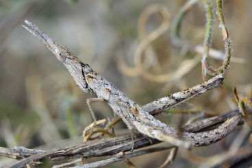 Matchstick Grasshopper (fam. Eumastacidae)
