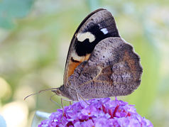 Common Brown (Heteronympha merope subsp. duboulayi)