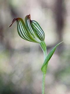 Jug Orchid (Pterostylis recurva)