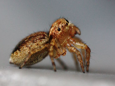Jumping Spider