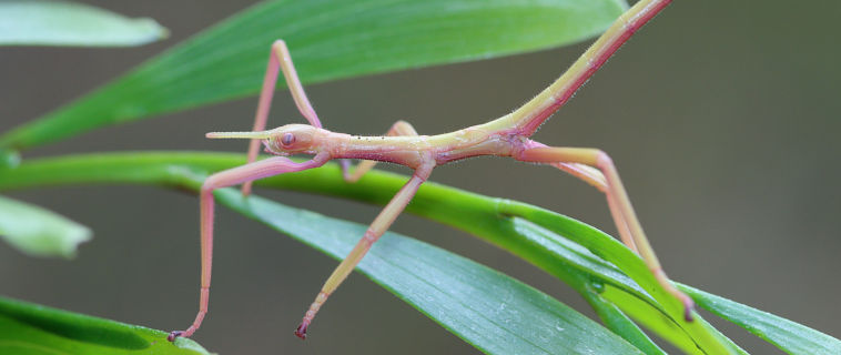 Key’s Stick Insect (Podacanthus keyi)