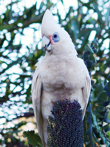 Little Corella (Cacatua sanguinea)
