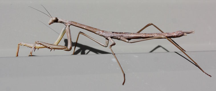 Mallee Grass Mantis (Archimantis sobrina)