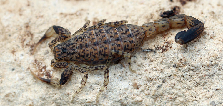 Marbled Scorpion (Lychas marmoreus)