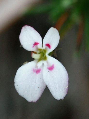Matted Triggerplant (Stylidium repens)