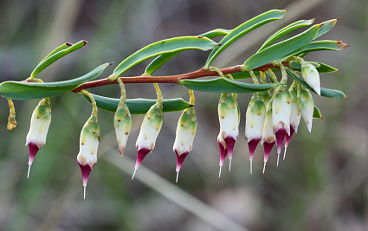 Pearl Flower (Conostephium pendulum)