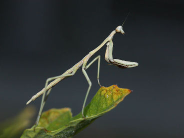 Unidentified mantis