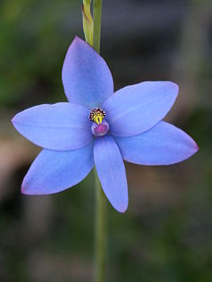 Queen Orchid (Thelymitra crinita)